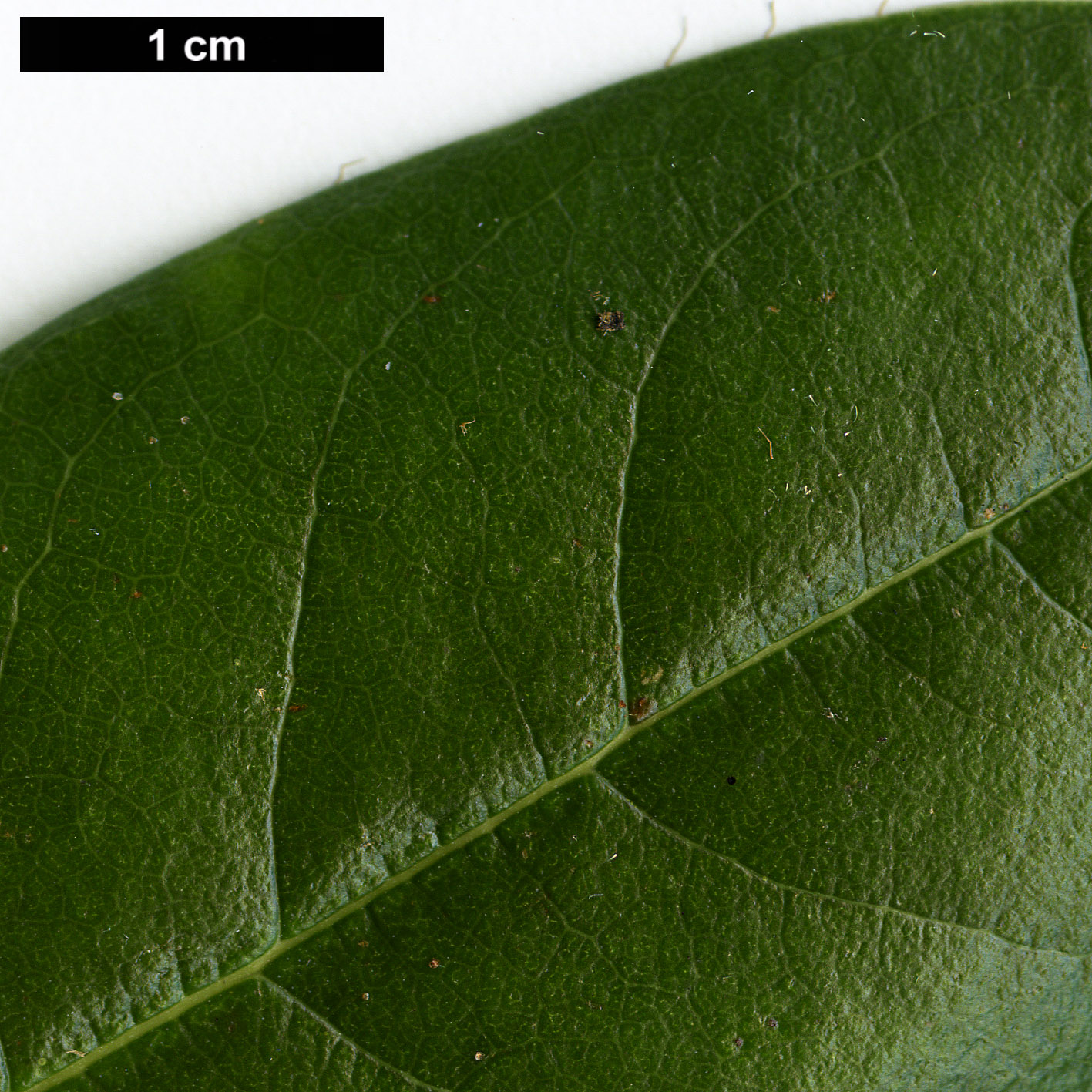 High resolution image: Family: Ericaceae - Genus: Rhododendron - Taxon: aff. lyi